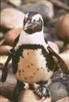 African Penguin 